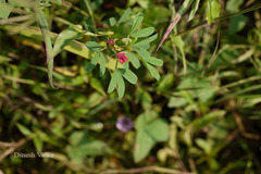 Indigofera trita var. trita